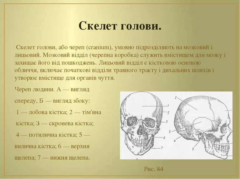 Скелет головы функции. Скелет головы.