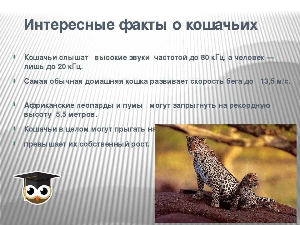 Фактов о животных 3 класс. Интересные факты о млекопитающих. интересные факты о животных. необычные факты о животных. интересные факты из мира животных.