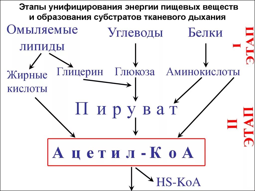 Фазы катаболизма этапы унификации субстратов окисления. Этапы унифицирования энергии пищевых веществ. этапы унификации субстратов окисления. фази катоболизма этапи унифиции субстратоф окисления. схема унификации энергетических субстратов.