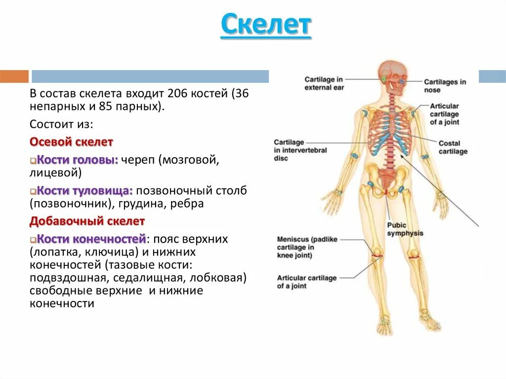 Состав скелета. Скелетная система. Из чего состоит скелет человека. Добавочный скелет состоит из костей.