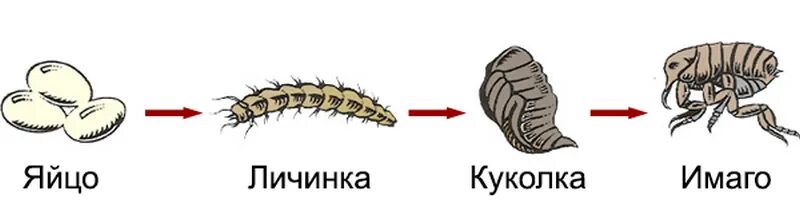 Личинка похожа на взрослую особь. Яйцо-личинка -Имаго вши. Цикл развития блохи схема. Жизненный цикл блохи человеческой. Яйцо личинка Имаго схема.