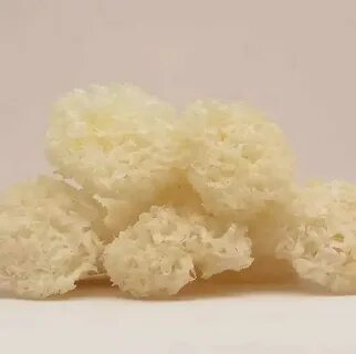 Грибы коралловые сушеные