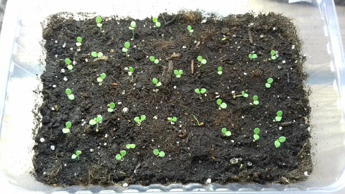Корневая система у петуньи. Посев петунии семенами на рассаду в феврале. Кривая роста петунии из семян. Петуния семена всходят. Почему не всходят семена петунии
