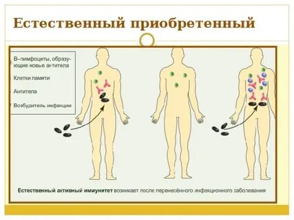 Естественный активный иммунитет возникает после