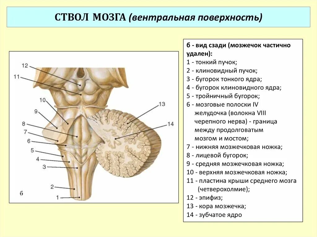 Вентральная поверхность продолговатого мозга. Ствол головного мозга спереди. Ствол головного мозга латеральная поверхность. Ствол мозга схема вид спереди.