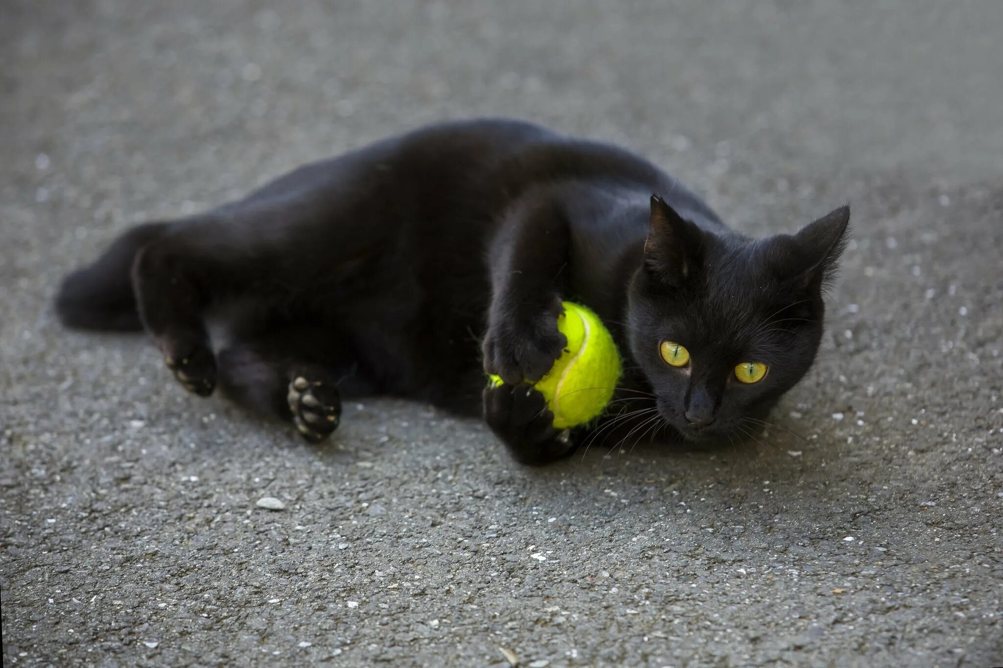 Чёрный кот. Черные коты. Черный кот с желтыми глазами. Чёрные коты с жёлтыми глазами. Черная кошка играть