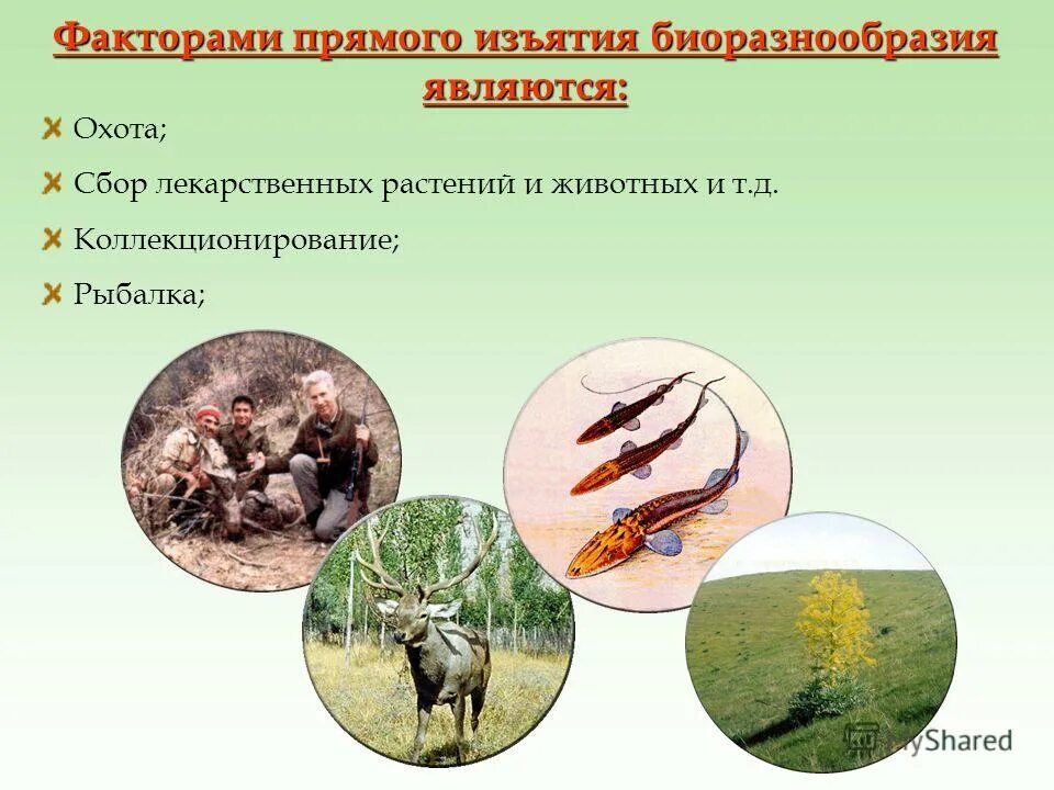 Воздействие на биологическое разнообразие. Воздействие на биологическое разнообразие. Видовое разнообразие биогеоценоза. Биоразнообразие в экосистеме. Биологическое разнообразие.