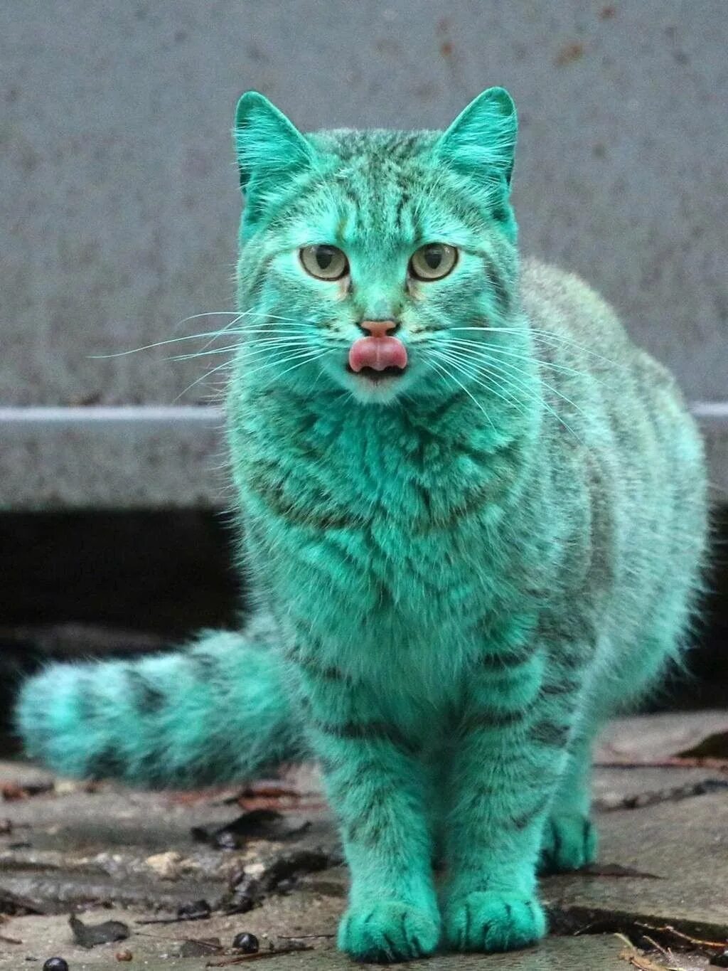 Редкие цвета кошек. Зеленый кот Варна. Необычные кошки. Бирюзовый кот. Редкие коты.