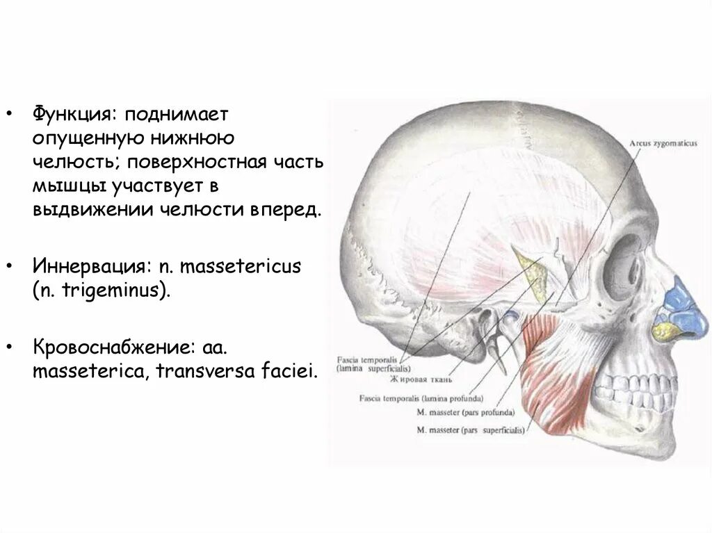 Мышцы поднимающие нижнюю челюсть. Мышцы поднимающие нижнюю челюсть