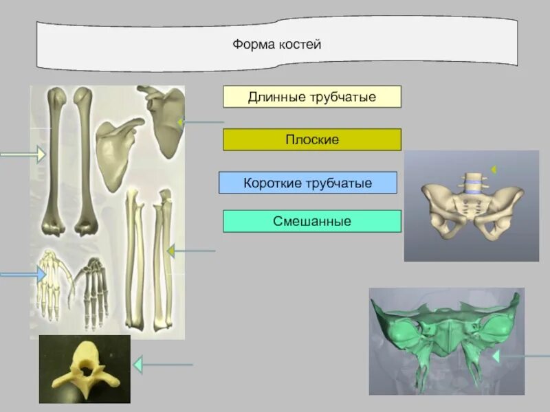 Трубчатые 2 губчатые. Трубчатые губчатые плоские кости. Форма плоской кости. Кости трубчатые губчатые плоские смешанные. Длинные и плоские кости.