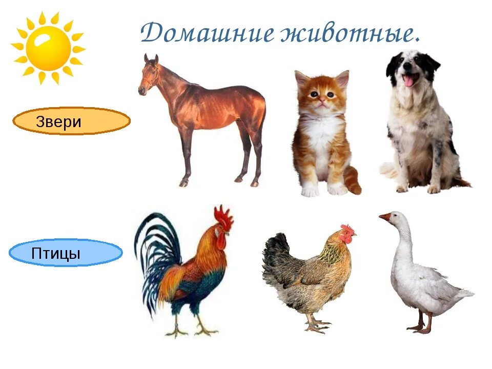Каких животных можно сравнить. Домашние животные для дошкольников. домашние животные и птицы. домашние животные и птицы для детей. дошкольникам о домашних животных.