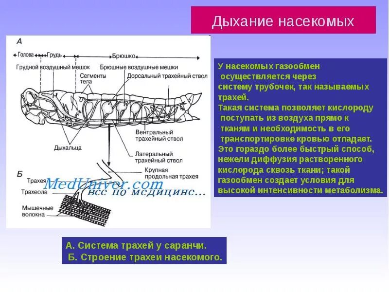 В чем особенность трахейного дыхания. Дыхательная система система насекомых. Система трахей насекомых. Строение трахей у насекомых.