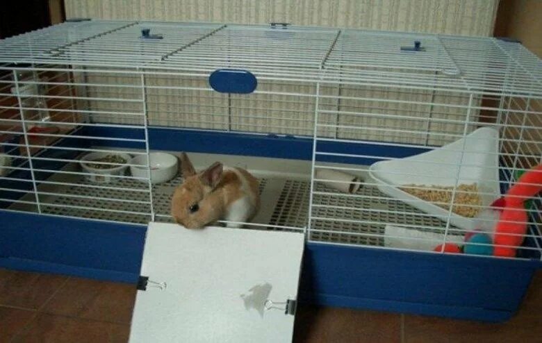 Декоративный кролик клетка фото