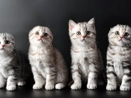 Котята шотландской породы