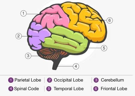 Brain examples