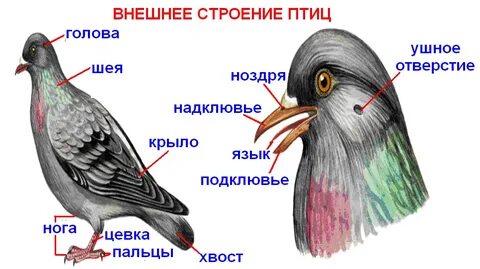 Кожа птиц выберите ответ