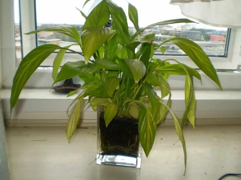 Спатифиллума желтеют цветы. Спатифиллум бледные листья. хлороз спатифиллума. спатифиллум желтеют соцветия. спатифиллум хлороз листьев.