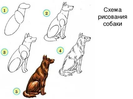 Хочу нарисовать животных