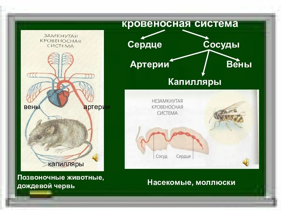 Транспорт веществ у животных нещамкнутая крровеносная сист. Схема незамкнутой кровеносной системы. Замкнутая кровеносная система у животных. Передвижение веществ у животных. Сердце беспозвоночных