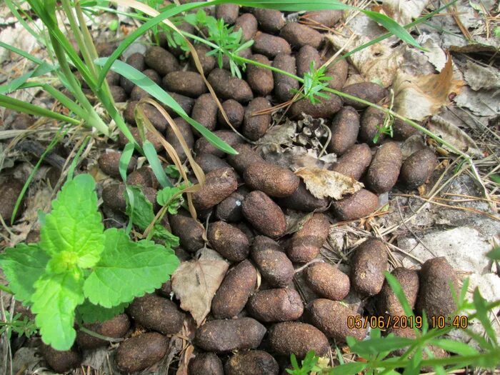 Лес какашка