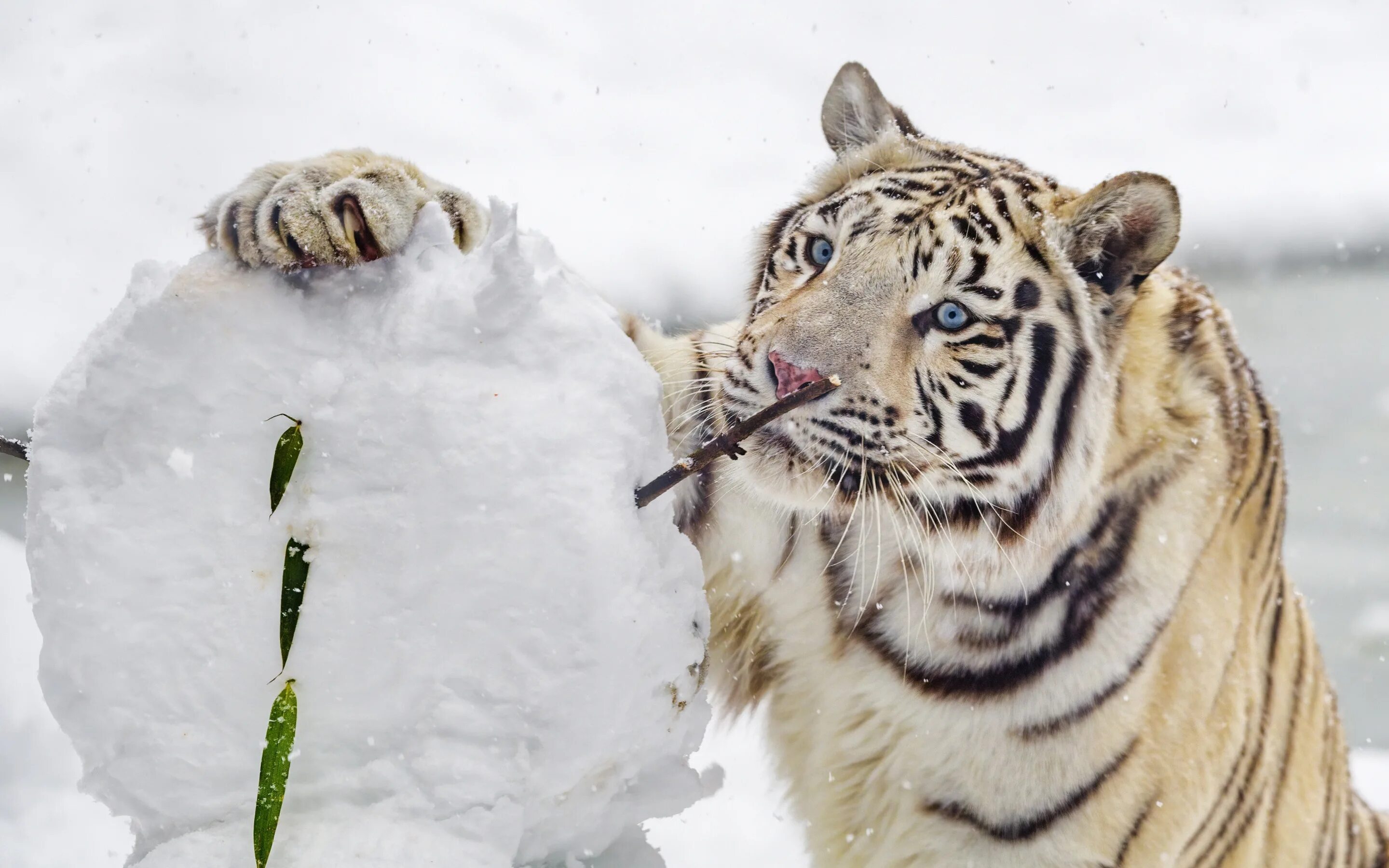 Тигр трется о снег. Уссурийский тигр фото. Тигры в снегу харьков. Амурский тигр в снегу. Белый сибирский тигр.