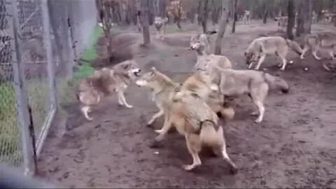 От какой отбилась стаи