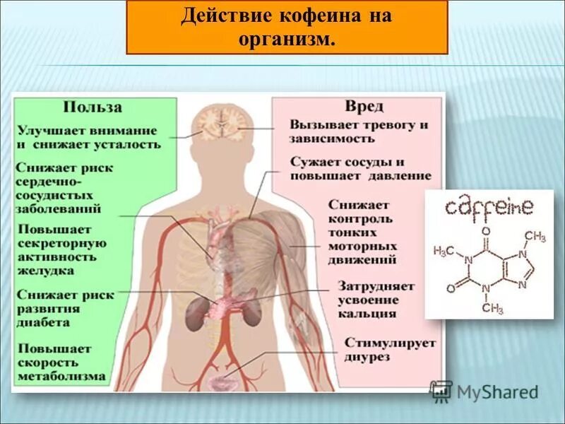 Действие кофеина на организм. Влияние кофеина на организм человека. Кофеин воздействие на организм. Воздействие алкалоидов на организм. Кофеин действие на организм.