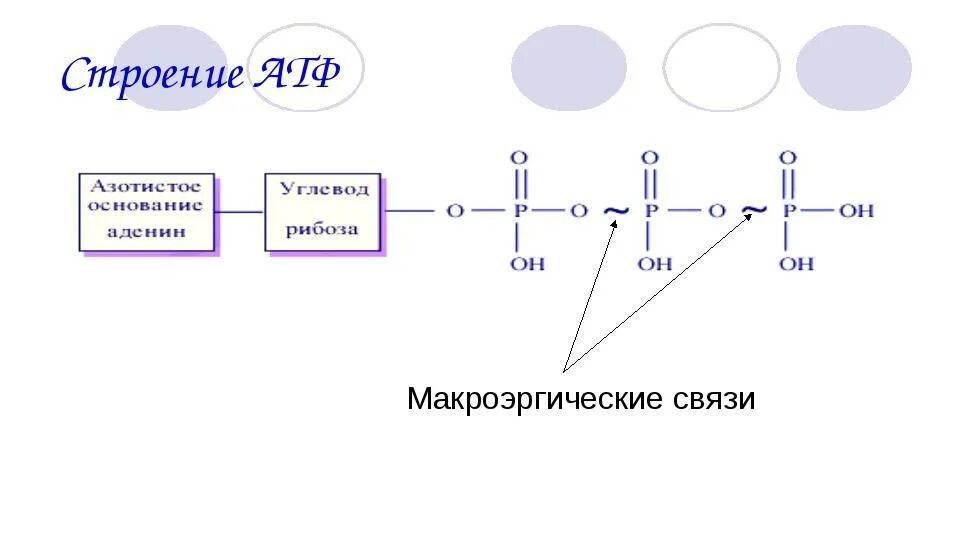 Макроэргические связи в молекуле атф. Строение АТФ макроэргические связи. АТФ молекула макроэргическая связь. Строение молекулы АТФ. Схема строения АТФ макроэргические связи.