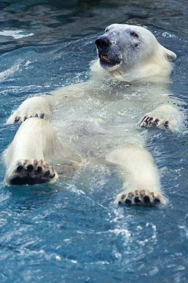 Can bears swim