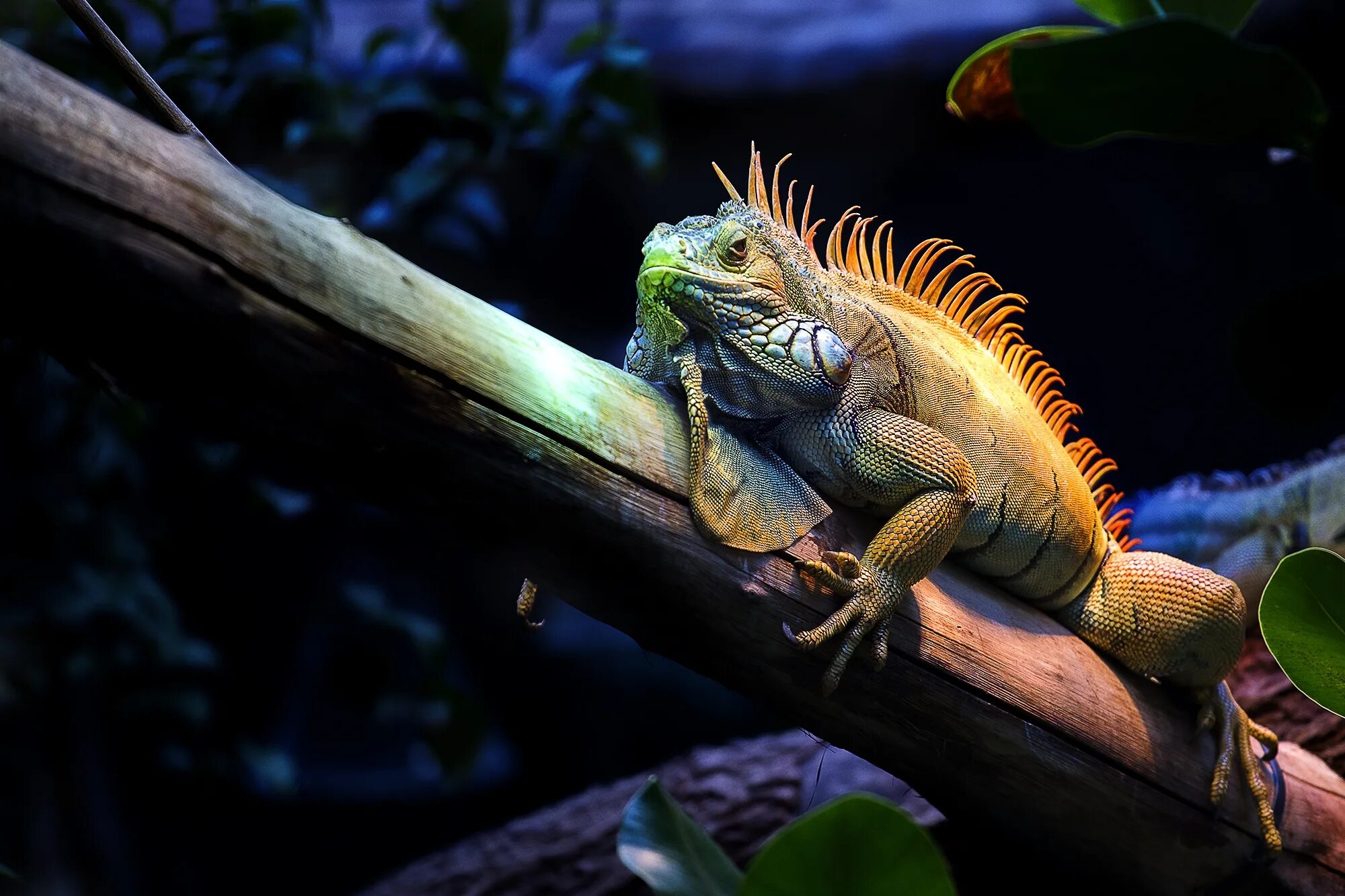 Ящерица игуана. Гаттерия. Травоядная ящерица. Травоядная ящерица. Травоядная ящерица.