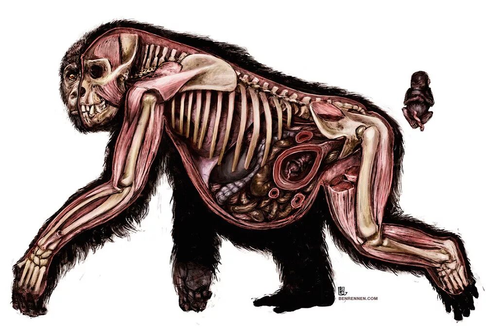 Мозг гориллы и человека. Строение гориллы скелет. Анатомия гориллы скелет. Анатомия шимпанзе мышцы. Мартышка анатомия.
