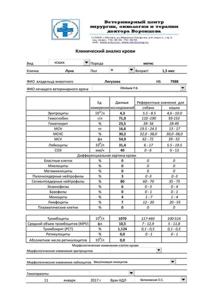 Анализы рф сайт. Бланки анализов крови. Бланки общий анализ крови. Общий анализ крови форма Бланка. Бланк развернутого анализа крови чистый.