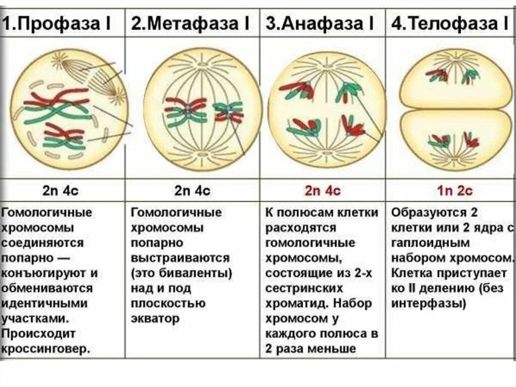 Начало митоза сколько хромосом. 1 Деление мейоза фаза профаза. Таблица мейоз 1 и мейоз 2 по фазам. Схема стадий митотического деления клетки. Фазы мейоза 1 деление 2 деление.