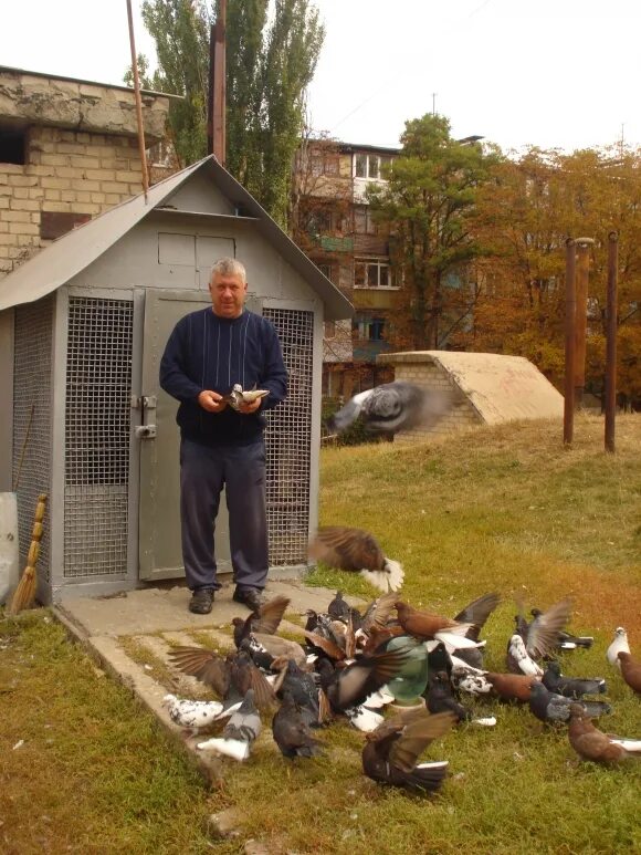 Домик для голубей. Домик для цесарок. Дом голубиных. Дом голубиных. Красивый домик для голубей.
