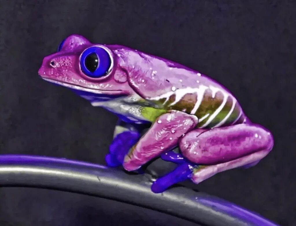 Розовая лягушка. Сиреневая лягушка. Фиолетовая лягушка