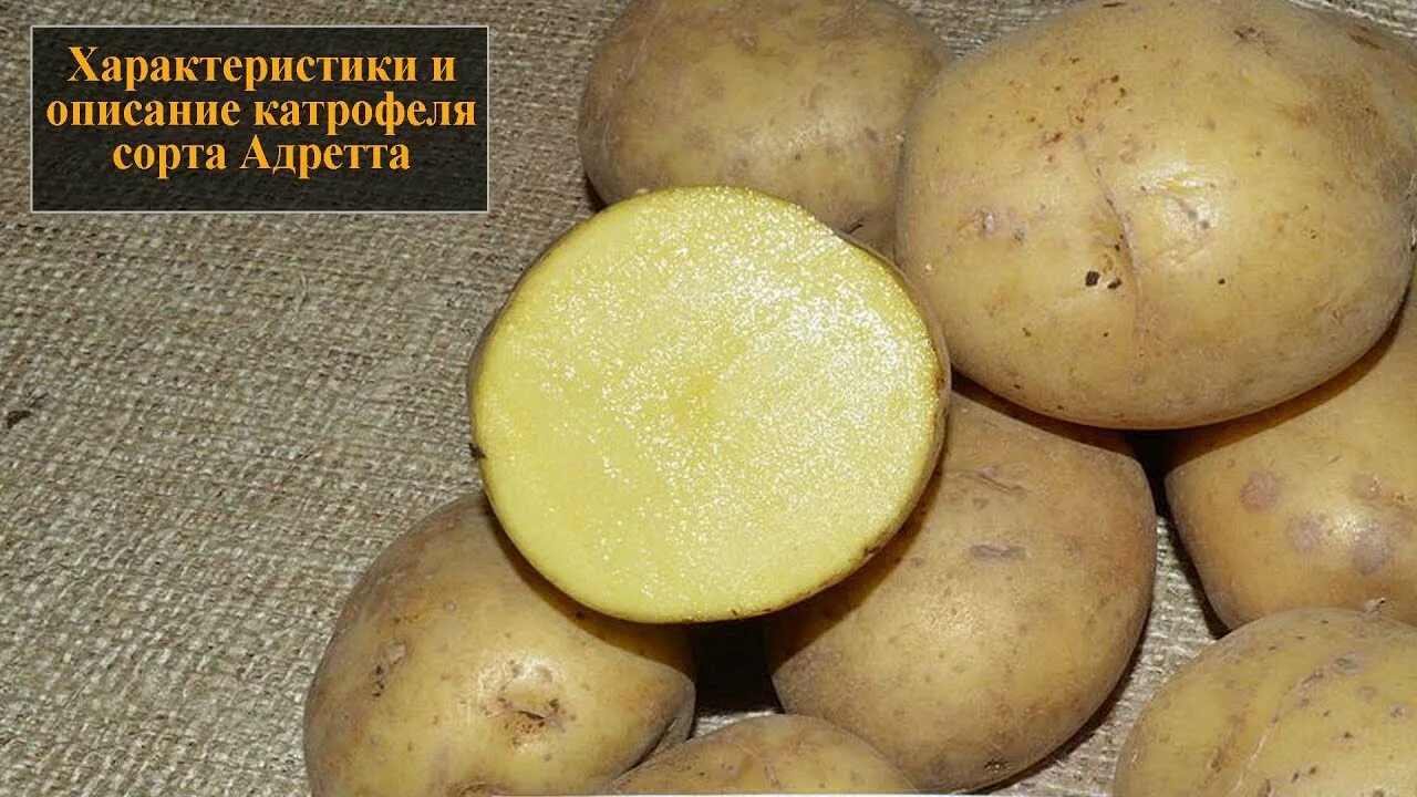 Описание картофеля eCookie.ru