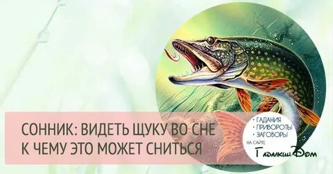 Сонник рыба щука