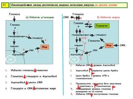 Служат для запасания энергии