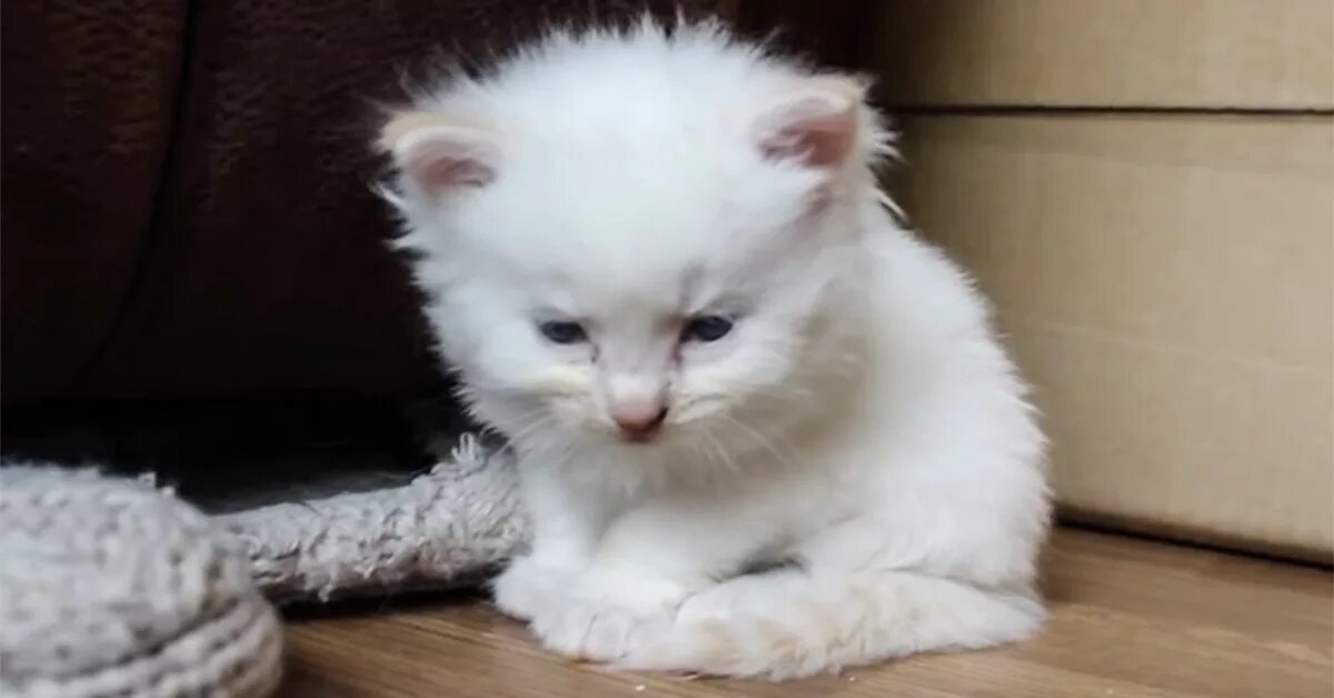 Плач котят. Белый котенок плачет. Котята маленькие пушистые комки. Плачущий котенок белый. Маленький котенок плачет.