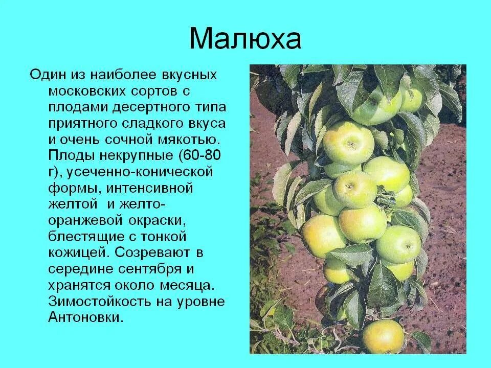 Краткое содержание салодкие яблоки. Сорт яблони Малюха. Малютка яблоня колоновидная. Колоновидные яблони Малюха.