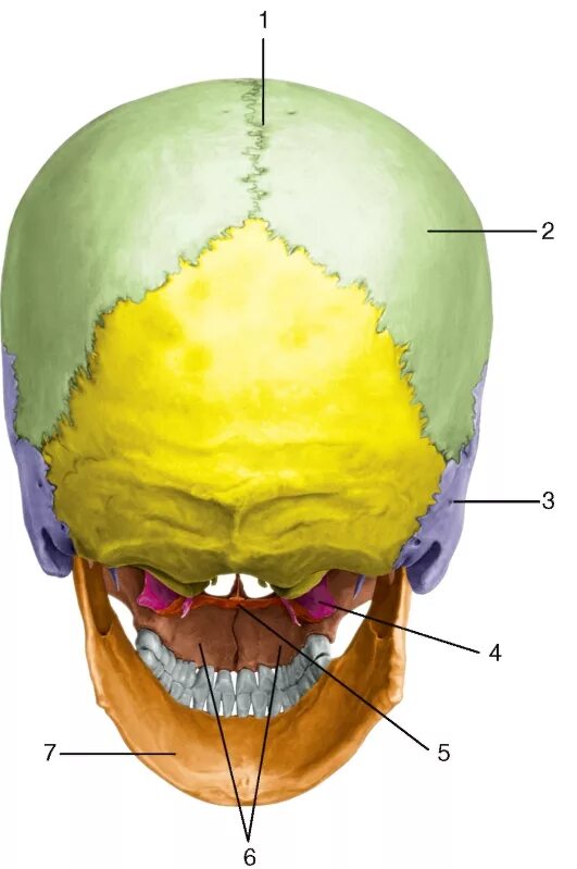 Кости черепа затылок. Кости черепа затылочная кость. Анатомия затылочной кости черепа. Строение затылочной части черепа человека.