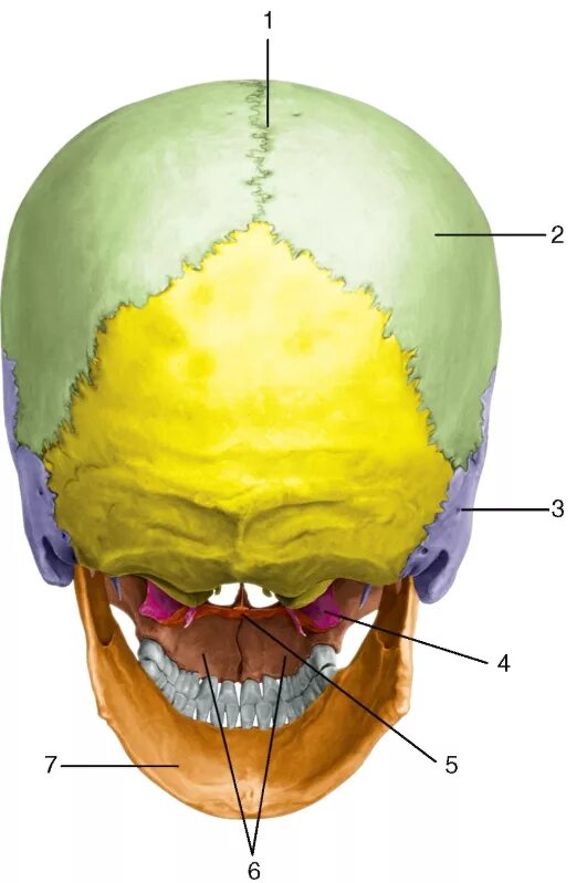 Череп задняя часть