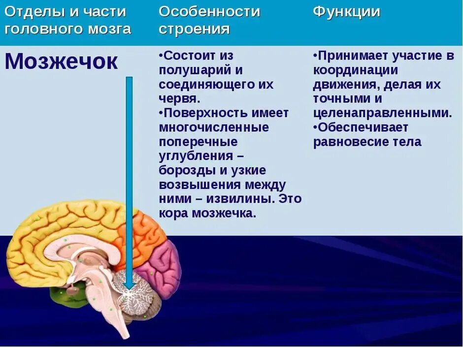 Какой отдел головного мозга обеспечивает координацию движения. Строение мозжечка в головном мозге. функции отделов головного мозга мозжечок. функция мозжечка в головном мозге человека. функции мозжечка кратко анатомия.