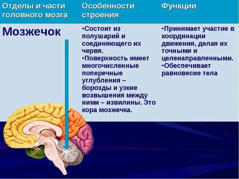 Структура головного мозга включает. Строение мозжечка в головном мозге. Функции отделов головного мозга мозжечок. Функции мозжечка кратко анатомия. Отдел мозга мозжечок функции.