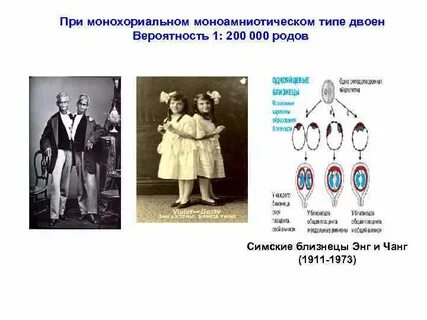 Какова вероятность двойни