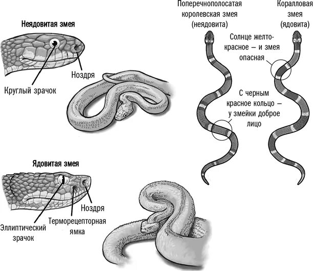 Отличие ядовитых змей от неядовитых. Как отличить змей ядовитых и неядовитых змей. Ядовитая и неядовитая змея отличия.