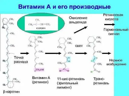 Зрительный пигмент витамин