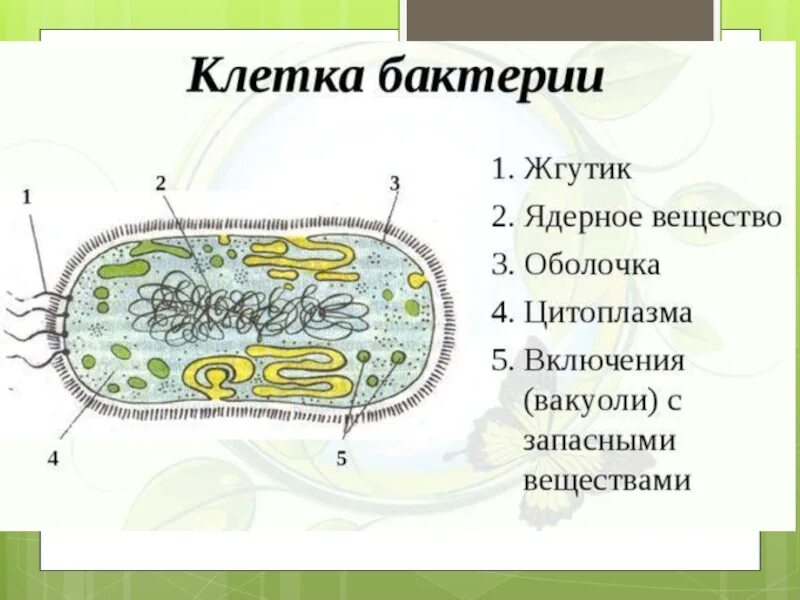 Схема строения бактериальной клетки 5 класс. Строение бактериальной клетки 7 класс биология. Строение бактериальной клетки макет. Строение бактерии клетки макет.