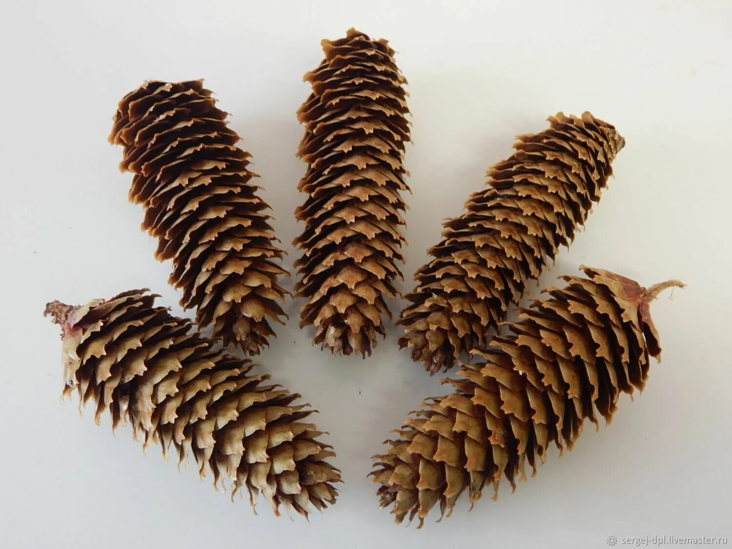 Ваза из шишек пошагово с фото. Мышка из шишки поделка. Поделки из длинных шишек. Украшения из длинных шишек. Ежик из еловых шишек.