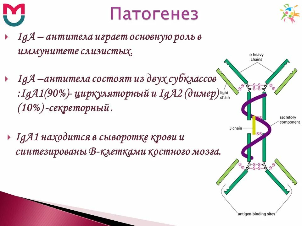 Иммуноглобулин титр. Структура иммуноглобулина iga. Iga антитела строение. Ig a функции. Секреторный иммуноглобулин а.